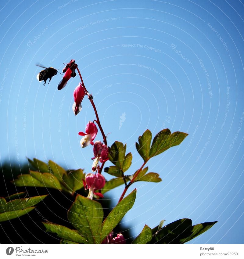 The Hummel Paradox Bleeding heart Bumble bee Plant Insect Bee Collection Stamen Foraging Aviation Sky Nature Nectar pollinating insect