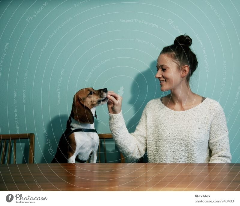 Young woman feeding Beagle at a table in the kitchen in front of turquoise wall at the table Food Feeding Snack Kitchen Kitchen Table Youth (Young adults)