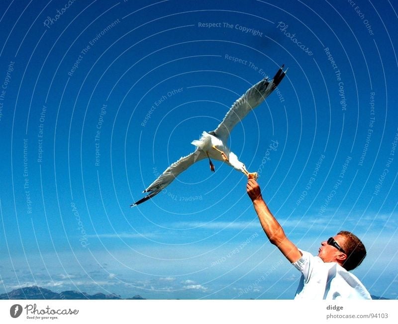 Contact Seagull Bird Strike Connect Exterior shot Snapshot Peace Sky