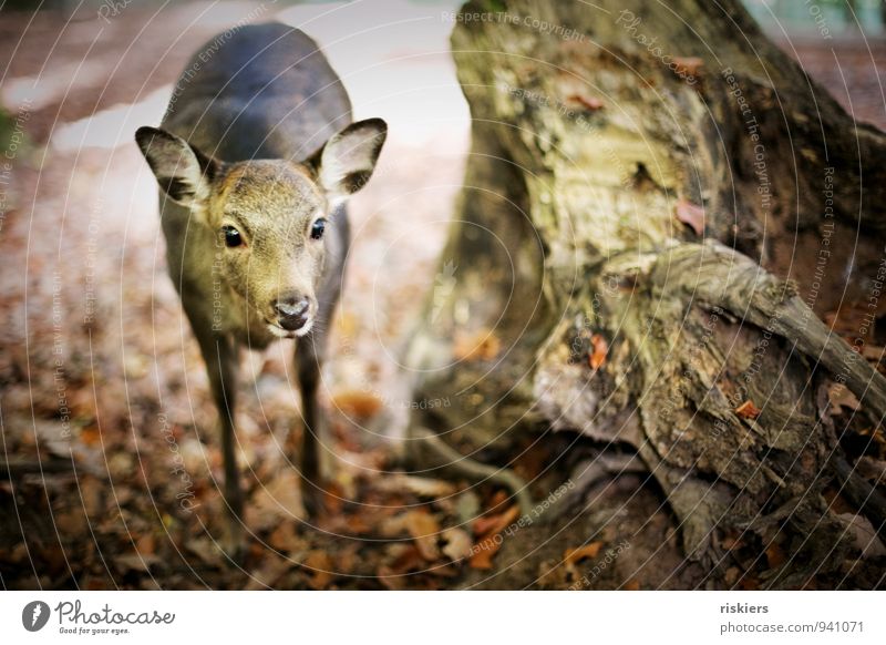 doe eyes Environment Nature Autumn Beautiful weather Leaf Root Tree Forest Animal Wild animal Zoo Roe deer 1 Observe Looking Stand Wait Curiosity Brown