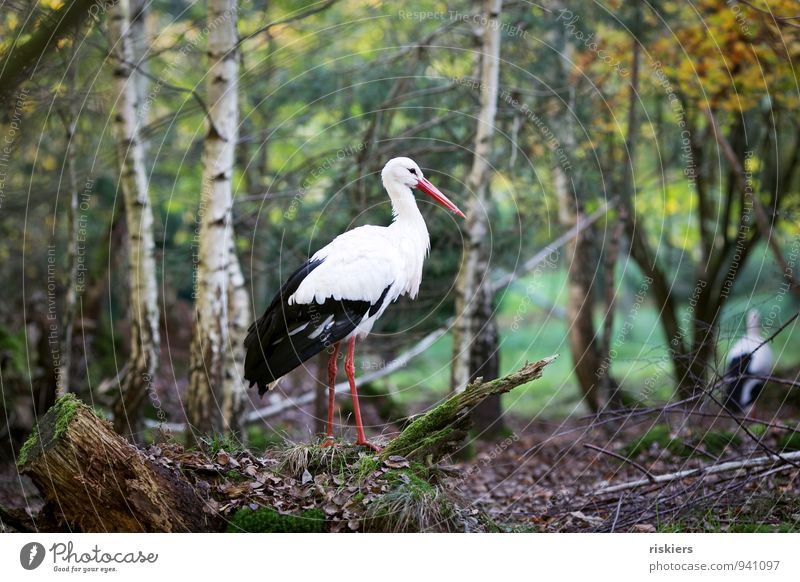 Stork in the forest Environment Nature Autumn Forest Animal Wild animal Bird 2 Going Natural Curiosity Protection Safety (feeling of) Attentive Watchfulness