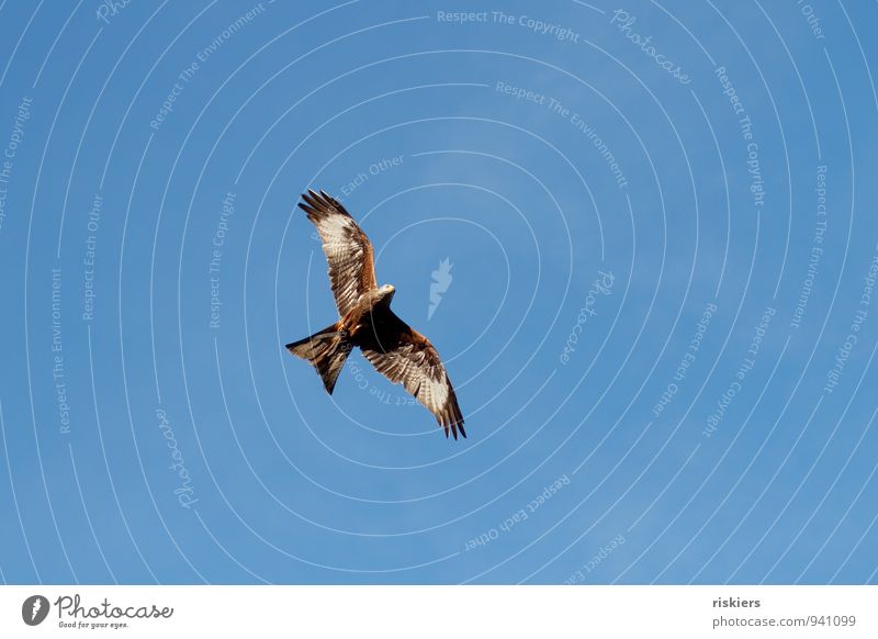 unattached Animal Wild animal Bird Red kite 1 Observe Flying Esthetic Far-off places Beautiful Watchfulness Patient Calm Elegant Freedom Heaven Colour photo