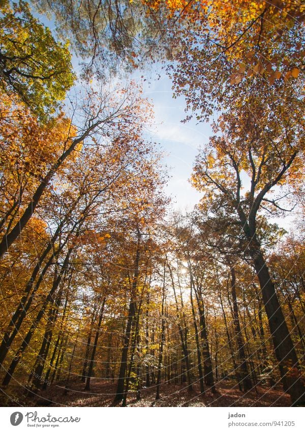 autumn forest. Nature Landscape Plant Sky Sun Autumn Tree Park Forest Faded Growth Multicoloured Warm-heartedness Transience Leaf Deciduous tree