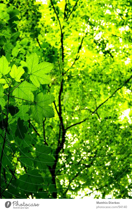 BLADE IN THE FOREST Tree Leaf Green Forest Sauerland Blur Stalk Thin Lighting Tree trunk Bright Dark Decent Tall Roof Colossus Air Breathe Virgin forest