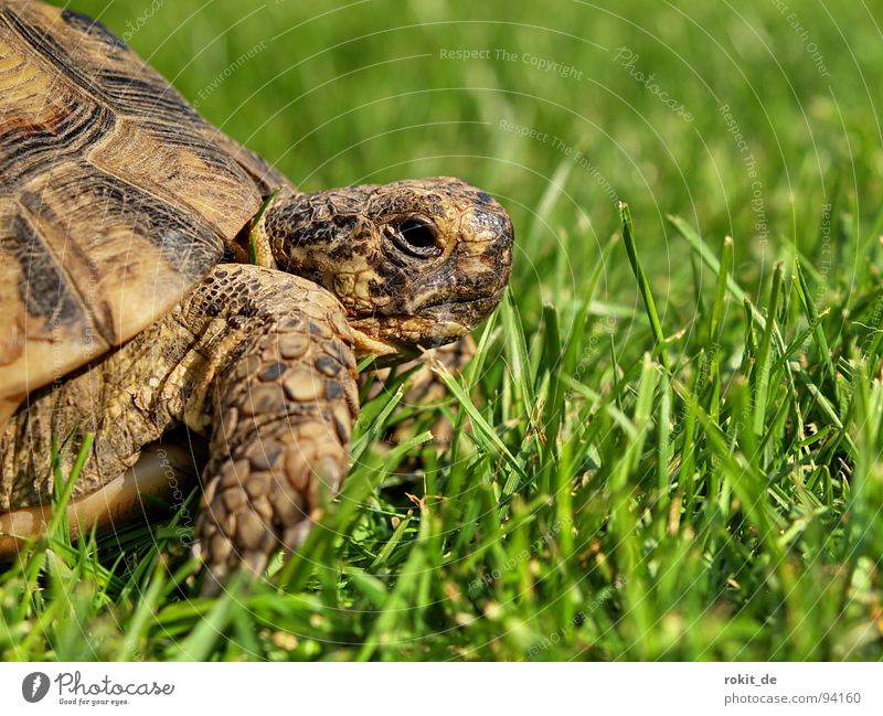 FLOCKI I. Turtle Loyalty Slowly Breathe Grass Tortoise Hard Claw Year Eltville Pet Alert Trust Summer Armor-plated Old Feasts & Celebrations Barn flock