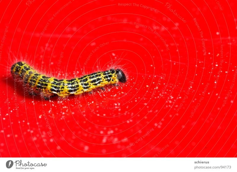 I see red... Animal Red Insect Butterfly Metamorphosis Nature Colour Caterpillar