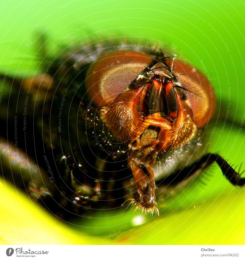 instant Blowfly Insect Dipterous Pests Animal Compound eye Feeler Metal Brown Frontal Macro (Extreme close-up) Close-up Fear Panic Fly carrion fly