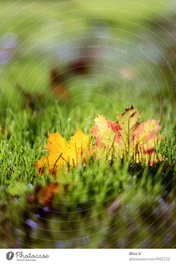 leaves Sunlight Autumn Beautiful weather Grass Leaf Meadow Multicoloured Green Early fall Autumnal colours Autumn leaves Maple leaf Colour photo Exterior shot