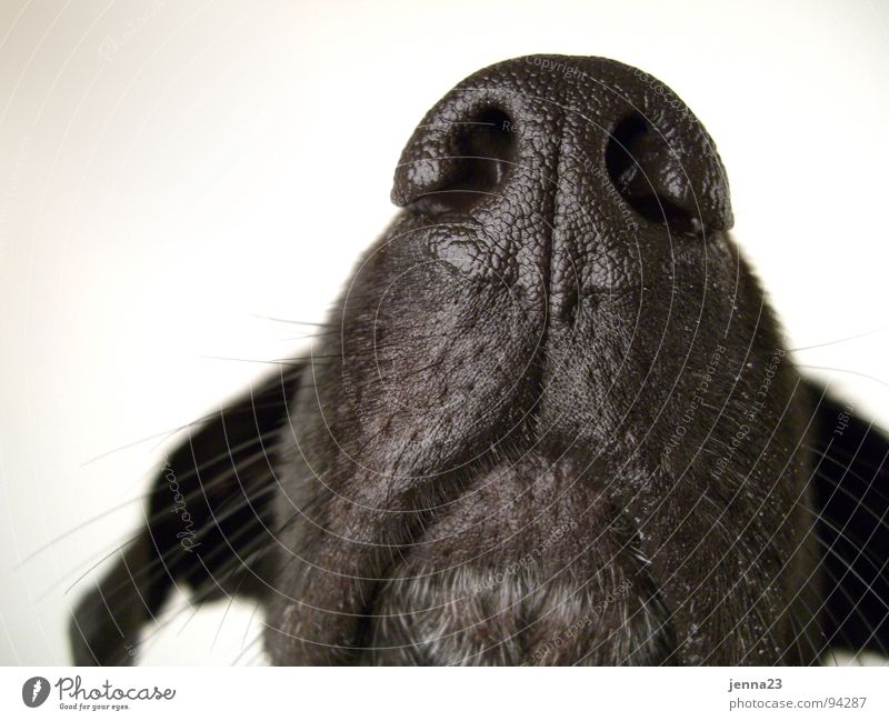 contour Dog Calm Motionless Authentic Living thing Nostril Dog's snout Mammal Nose Ear Detail Snapshot