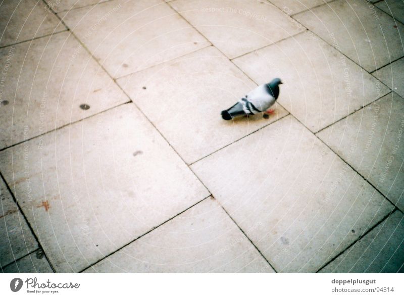 alone in the hall Pigeon Sidewalk Animal Bird Stone slab Gray Loneliness Town Concrete Lomography