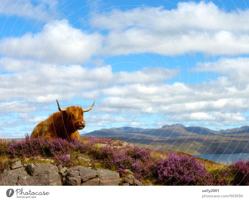 Cookie with view... Nature Landscape Sky Summer Beautiful weather Heather family Mountain heather Meadow Hill Rock Lake Animal Farm animal Cow Highland cattle 1