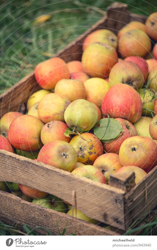 Apple harvest 4 Fruit Organic produce Vegetarian diet Diet Fasting Healthy apple box Healthy Eating Holstein Cox Cox Orange Colour photo Exterior shot
