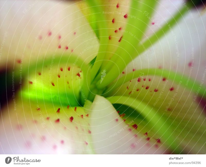 Lili in detail Blossom Flower Green Red White Blossom leave Spring Plant Pollen Lily Macro (Extreme close-up) Pistil Nature Garden Detail pollination Close-up