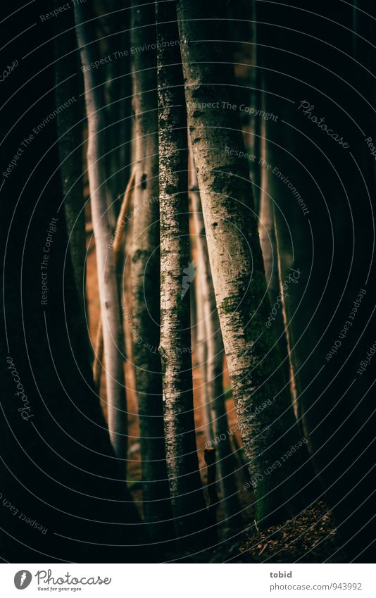 Mystical Nature Landscape Plant Tree Forest Threat Dark Elegant Cold Long Thin Warmth Brown Yellow Gray Black Tree trunk Tree bark Subdued colour Deserted