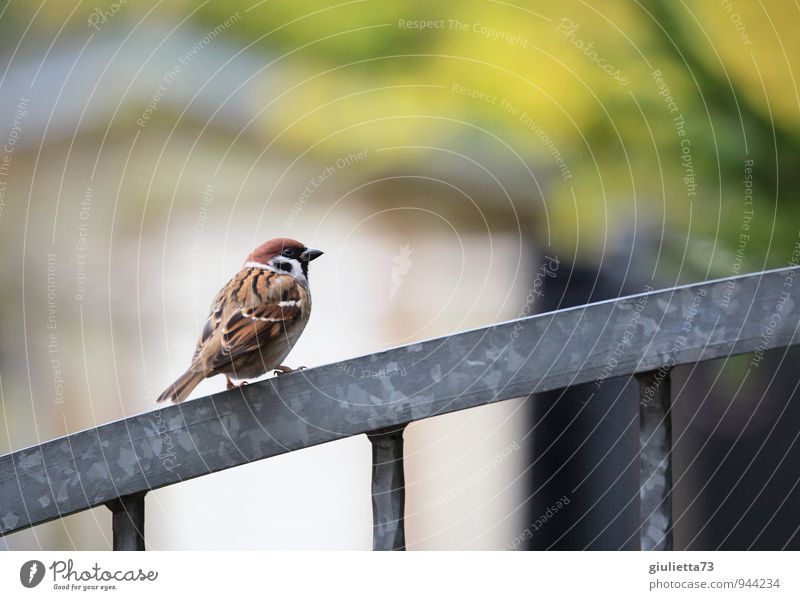 Mr Sparrow of Sparrow Deserted Animal Bird Tree sparrow Songbirds Passerine bird 1 Metal Natural Beautiful Brown Gray Green White Love of animals Contentment