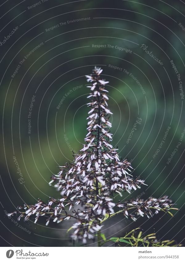 Christmas tree Plant Grass Blossom Deserted Blossoming Green Black White Colour photo Subdued colour Exterior shot Copy Space top Day Shallow depth of field