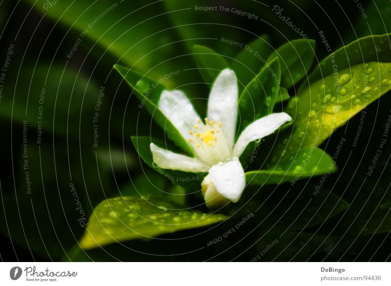 flower child Small Blossom Summer Spring White Flower Green Yellow Delicate Fear Macro (Extreme close-up) Close-up Orange Rain Virgin forest Reflection Water