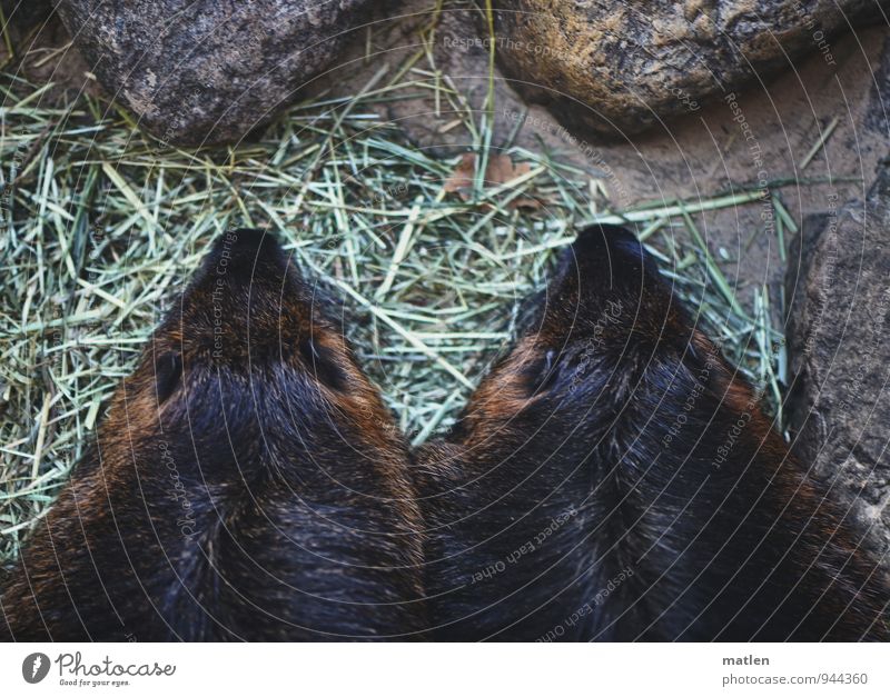 parked Animal Pelt 2 Brown Gray Green Cuddling Nutria Stone Grass Nose Pair of animals Colour photo Subdued colour Exterior shot Deserted Day Forward