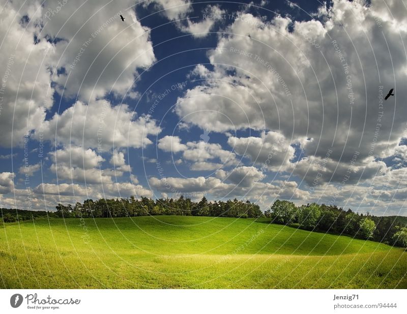 Why don't you put your sheep on it? Meadow Grass Clouds Green Green space Light Summer Tree Forest Air Panorama (View) Sky Pasture Clouds in the sky Nature
