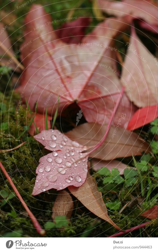Come with me to the country Nature Drops of water Autumn Plant Moss Leaf Garden Green Red Moody Idyll Vine leaf Dew Autumnal Colour photo Exterior shot Close-up