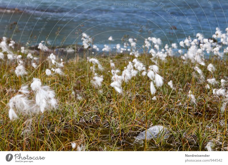 cotton grass Life Senses Calm Trip Nature Landscape Plant Water Summer Climate Grass Wild plant River bank Bog Marsh Blossoming Fresh Ease Transience