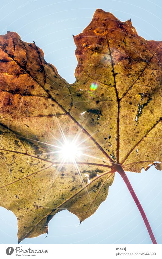 Autumn rays of hope Nature Sun Sunlight Plant Leaf Maple leaf Glittering Illuminate Faded Authentic Success Uniqueness Broken Natural Multicoloured Hope Humble