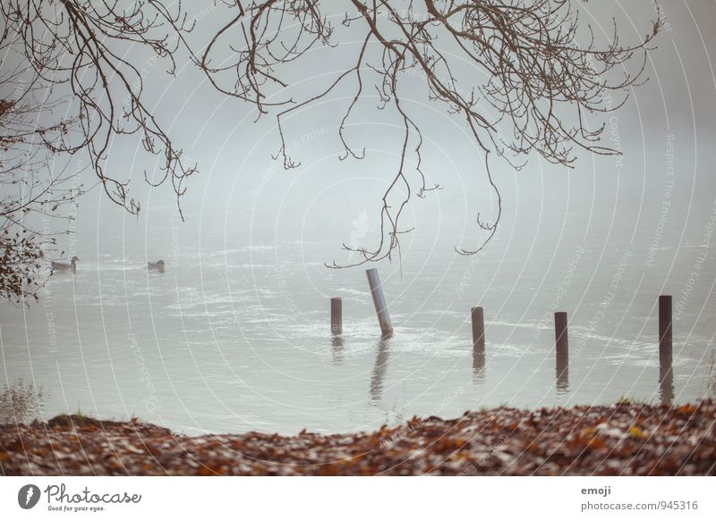 autumn Environment Nature Landscape Autumn Bad weather Fog Lake Natural Gray Colour photo Subdued colour Exterior shot Deserted Day Shallow depth of field