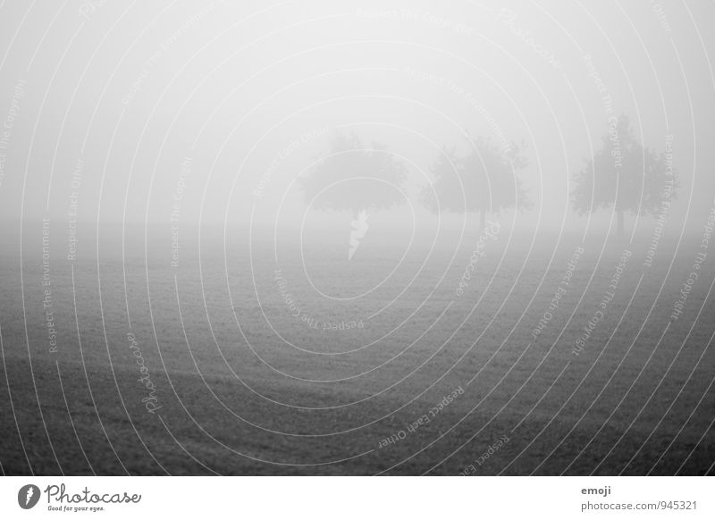 .oO Environment Nature Landscape Autumn Bad weather Fog Tree Meadow Dark Cold 3 Black & white photo Exterior shot Deserted Day Shallow depth of field