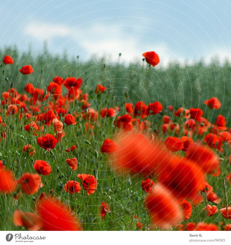 gossip Fresh Fruity Multiple Corn poppy Red Delicate Thorny Open Green Multicoloured Blossoming Summer Foliage plant Motion blur Poppy field Gaudy Sky blue
