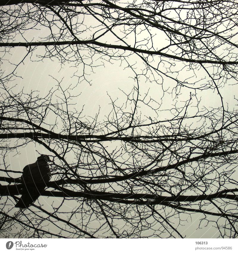 F. VOYAGE-IN... (II) Bird Pigeon Branchage Tree Silhouette Peace Safety Free Flying Nature Freedom be free ... Change Irritation