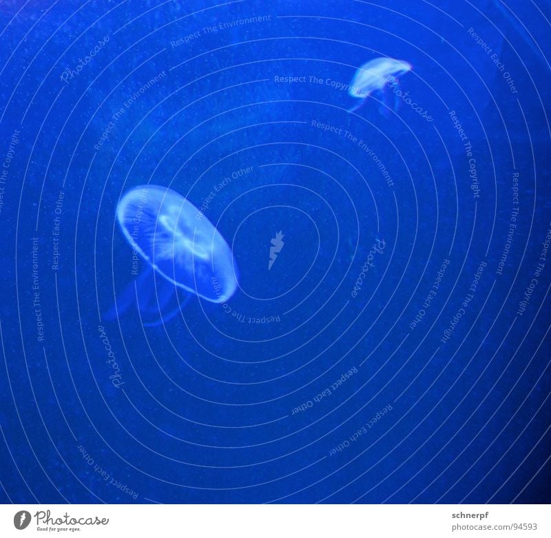 Blue Depth Unicoloured Jellyfish Transparent Hover Calm Glide Two-tone Gel Tentacle 2 Air bubble Easy Infinity Ocean Lake Dangerous Aquarium Dive Untersee