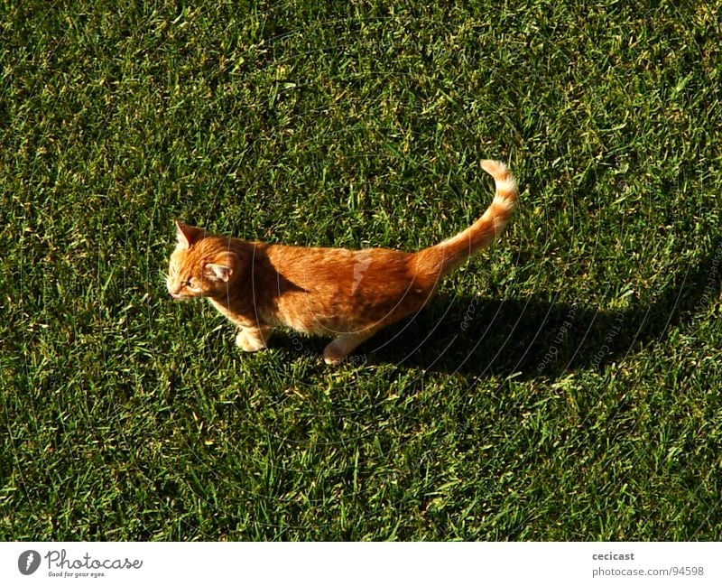 copycat Animal grass Orange shadow legs valley walk sun tangerine peacefull joy small morning mamal