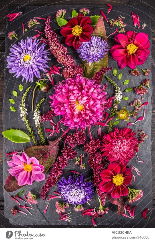 Composition of autumn flowers with asters, dahlias Design Life Leisure and hobbies Summer Nature Plant Autumn Flower Bouquet Background picture Aster beautiful