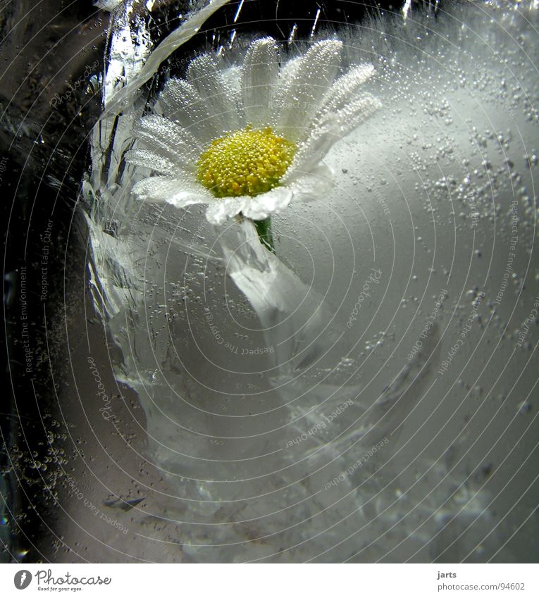 freezing cold Frozen Flower Frostwork Cold Summer Winter Deep frozen Growth Drift Stagnating Light Air bubble Macro (Extreme close-up) Close-up Ice Water