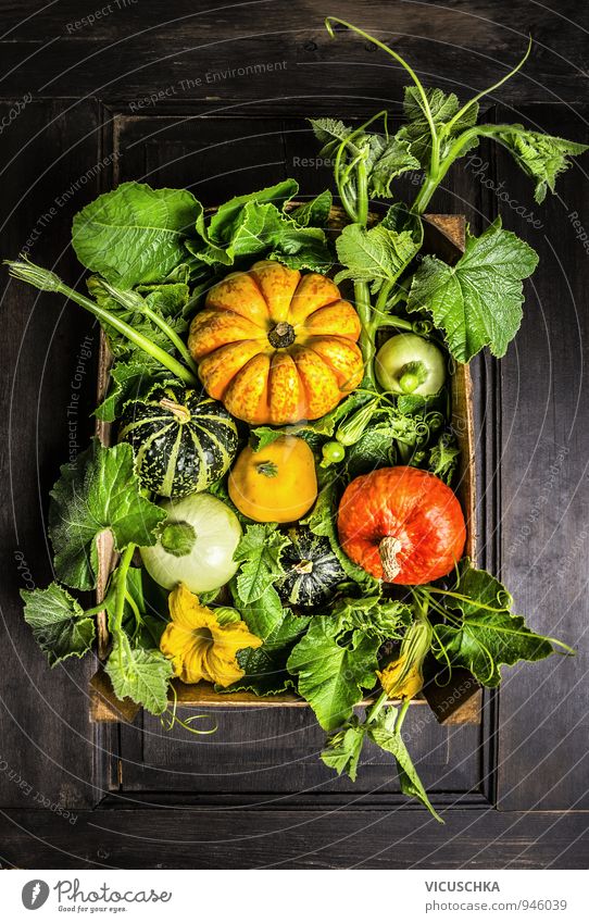 Pumpkins in wooden box with stems, leaves and flowers Food Vegetable Nutrition Organic produce Lifestyle Design House (Residential Structure) Garden Hallowe'en