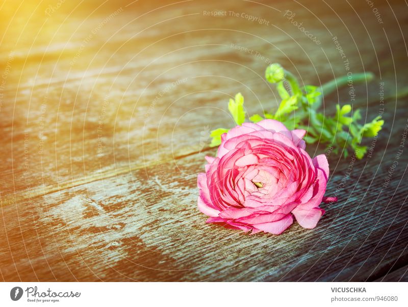 Rose on old wooden table in sun rays Leisure and hobbies Summer Sun Garden Feasts & Celebrations Valentine's Day Mother's Day Birthday Plant Sunrise Sunset