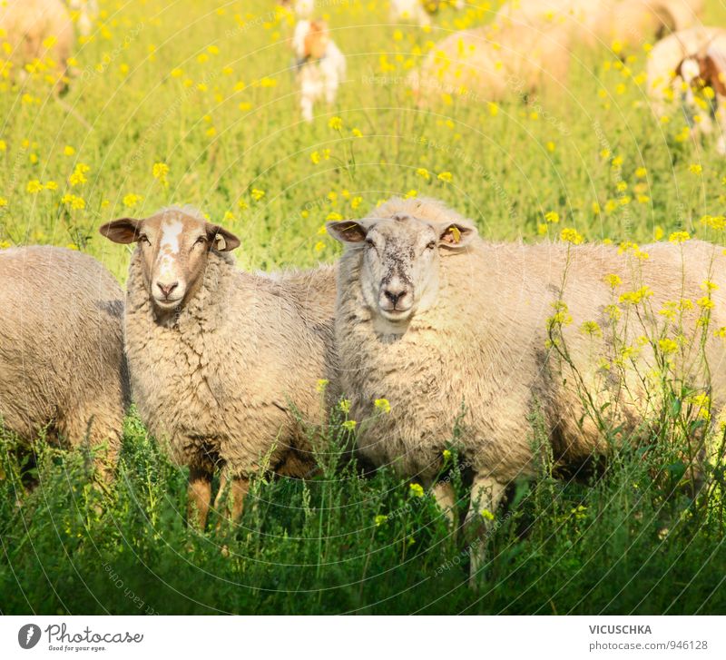 Two sheep with thick fur on summer pasture Lifestyle Leisure and hobbies Summer Nature Spring Autumn Beautiful weather Meadow Field Animal Farm animal 2 Love