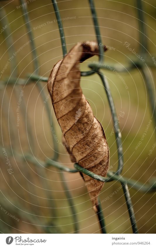 Autumnally clamped Nature Plant Leaf Fence Metal Hang To dry up Gloomy Dry Brown Green Contentment Break Moody Autumn leaves Wire netting fence Detail