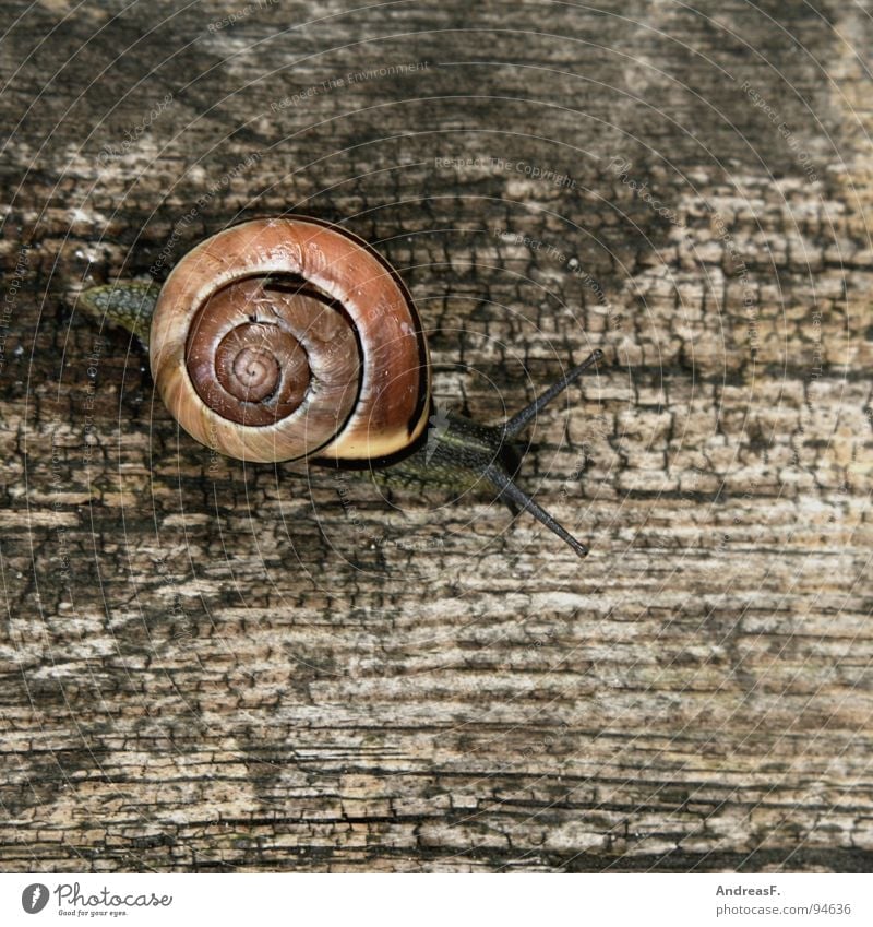 The way is the goal Mucus Slimy Speed Wood Tree trunk Cottbus House (Residential Structure) Snail shell Crawl Slowly Time Animal Movement Flat (apartment)