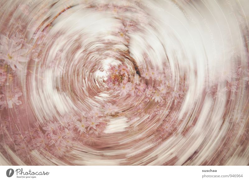 springtime wis(c)h Art Nature Spring Blossom Exceptional Fragrance Kitsch Round Pink Speed Dynamics Rotate Colour photo Subdued colour Exterior shot
