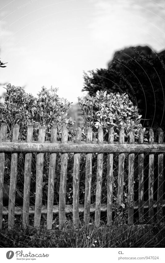 all slats on the fence Environment Nature Sky Clouds Tree Bushes Garden Fence Fence post Border Black & white photo Exterior shot Deserted Day