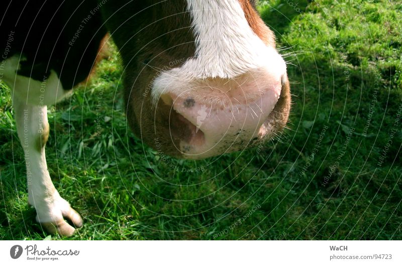 On the pasture Cow Calf Snout Meadow To feed Rural Country life Dairy cow Dappled Cow markings Milk Herdsman Footwear Claw Toes Even-toed ungulate Grass Mammal