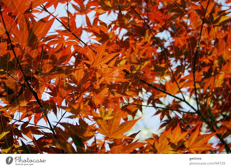 sea of flames Leaf Small Red Dark Physics Tree Maple tree Hope Grief Exterior shot Back-light Spring Autumn Lamp Warmth Treetop Nature Garden Japan Flame
