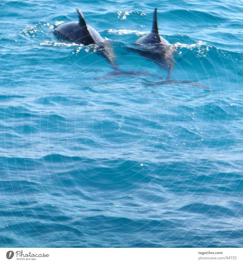 "Left!" ... "Right!" ... "Left!" ... "Right!" Dolphin Red Ocean Gray Finn Hurgahada Environmental protection Dive Snorkeling Waves 2 Vacation & Travel Summer