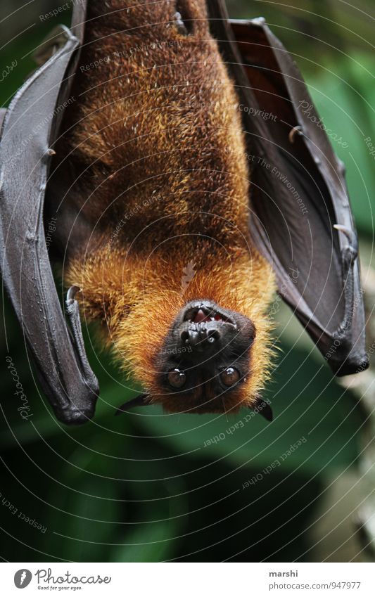 hang out Animal Wild animal 1 Moody Old World fruit bats Bat Eerie Threat South Africa Colour photo Exterior shot Detail Macro (Extreme close-up) Day