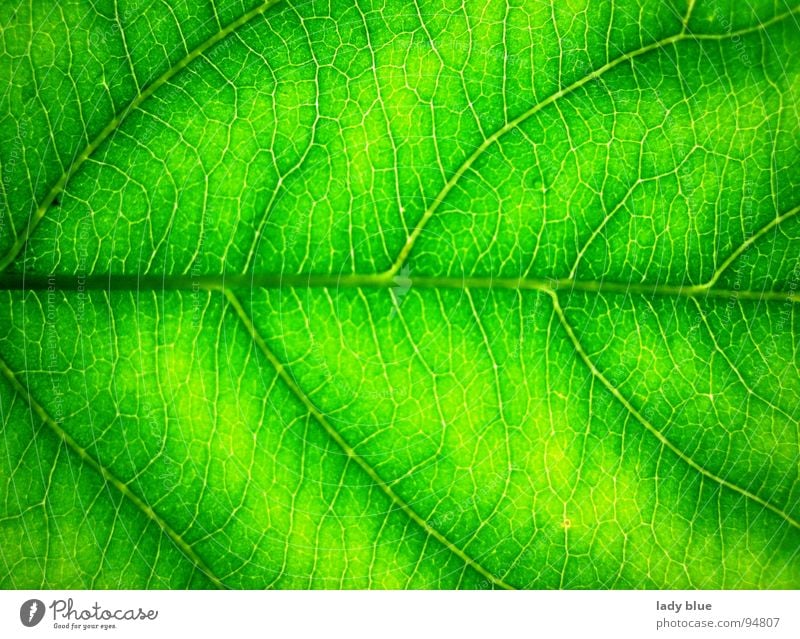 leaf veins Green Rachis Near Environment Summer Fresh Pure Fine Light Bright Harmonious Calm Macro (Extreme close-up) Close-up Line Structures and shapes Nature