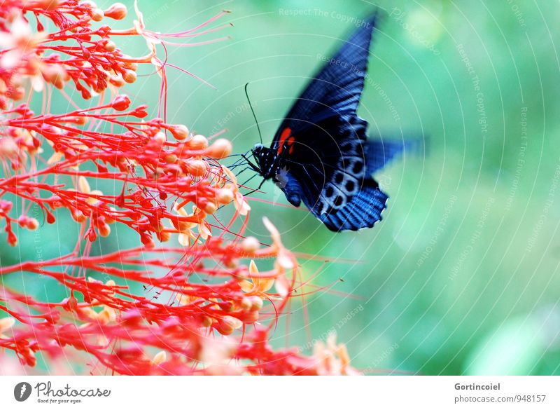 Bali Insect Nature Plant Animal Summer Flower Blossom Virgin forest Butterfly Wing 1 Free Beautiful Blue Green Red Black Indonesia Noble butterfly