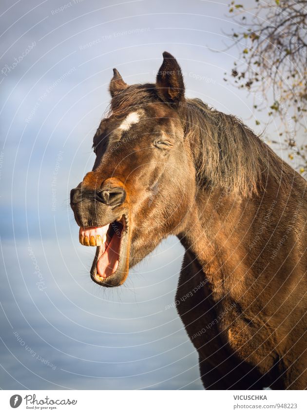 Yawning brown horse in the sky background Summer Nature Sky Spring Autumn Beautiful weather Animal Farm animal Horse 1 Design Humor yawning Grinning Brown