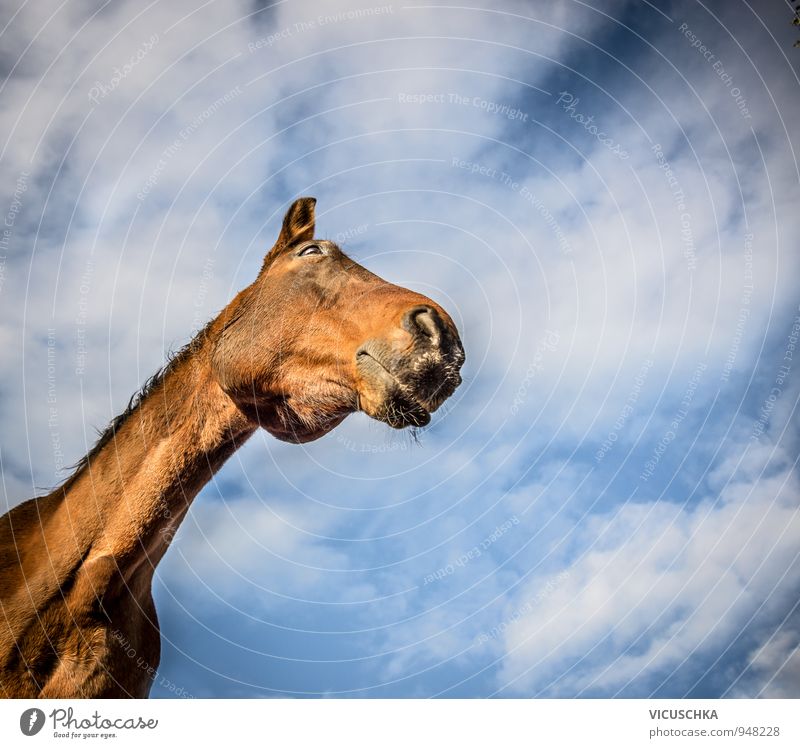 Brown horse in the sky background Style Design Shows Nature Animal Sky Clouds Spring Summer Autumn Horse 1 chestnut Warm-blooded horse Nose Air Posture