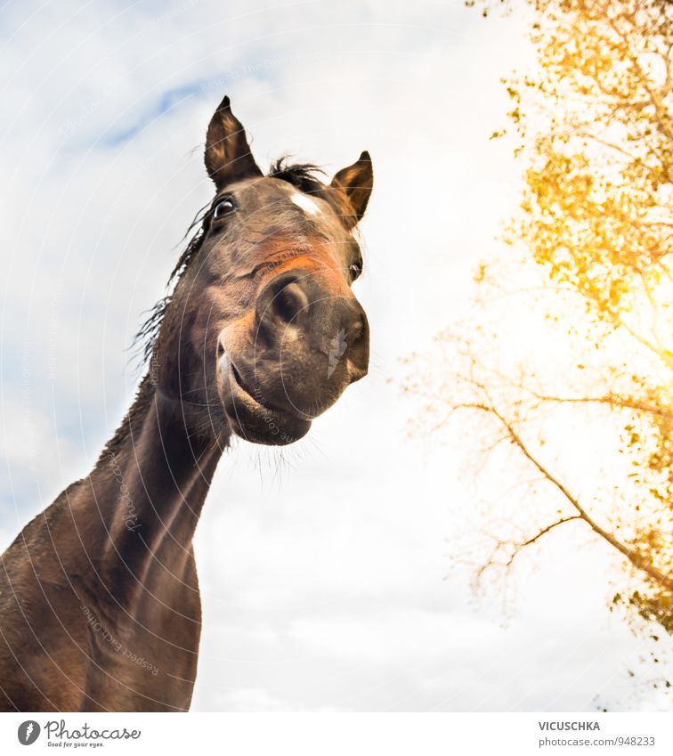 funny horse face on sky background Style Meditation Nature Sky Clouds Sunlight Spring Autumn Beautiful weather Animal Horse 1 Crazy Grinning Humor Horse's head